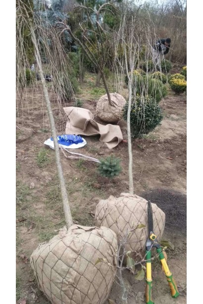 Карагана дерев’яниста Уолкер на штамбі